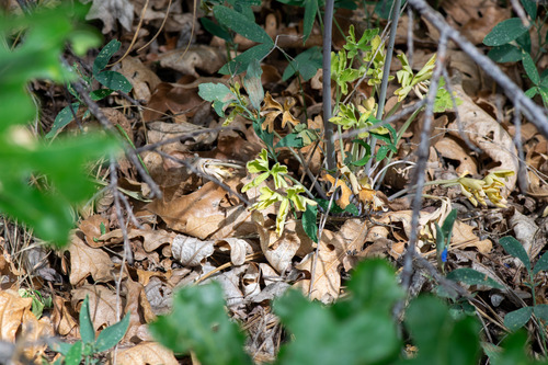 Delphinium scaposum, photograph 3