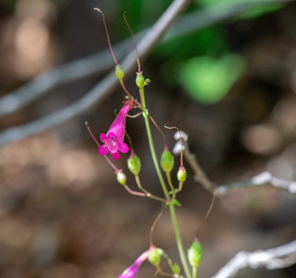 Penstemon pseudospectabilis; photograph author not stated, no rights reserved