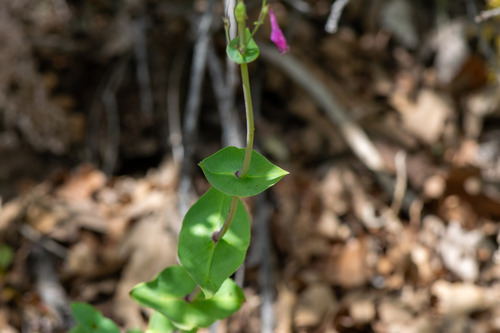 Penstemon pseudospectabilis, photograph 1
