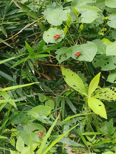 Red Peacock