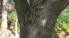 Sciurus niger