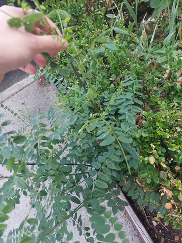 Styphnolobium japonicum