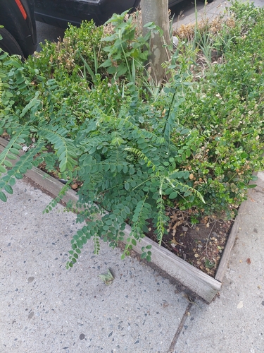 Styphnolobium japonicum