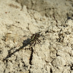 Phanogomphus lividus