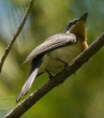 Myiagra cyanoleuca