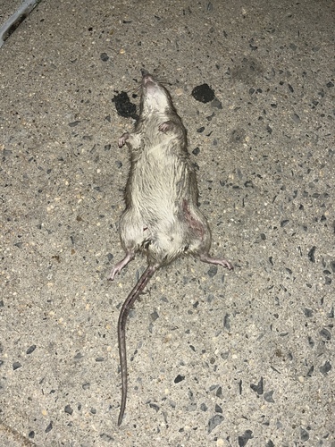 Rat photographed near here on 2026-05-22