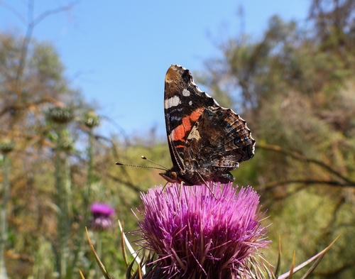 Red Admiral