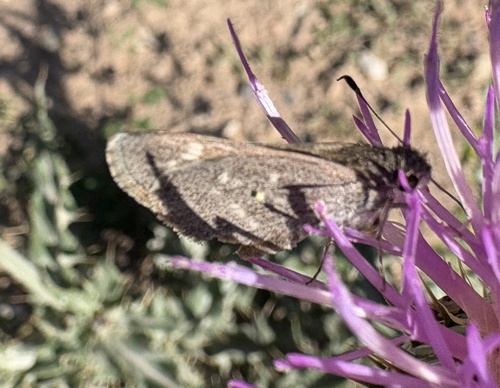 Amblyscirtes aenus