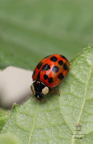 Asian Lady Beetle