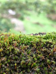 Ptychostomum cellulare