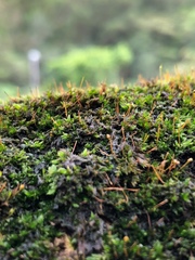 Ptychostomum cellulare