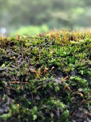 Ptychostomum cellulare