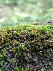 Ptychostomum cellulare