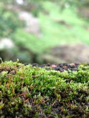 Ptychostomum cellulare