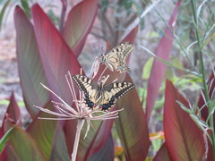 Papilio machaon
