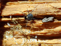 Dendrolasma mirabile