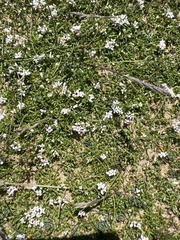 Kate Hart, CC0, iNaturalist via GBIF Cynanchica pyrenaica, photograph Kate Hart, CC0, iNaturalist via GBIF