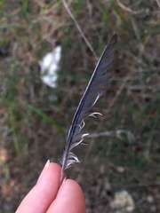 Parus major