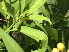 Aphis nerii
