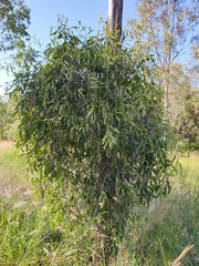 Lorantheae