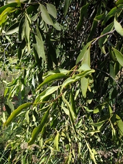 Lorantheae