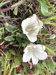 Calystegia subacaulis
