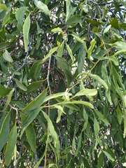 Lorantheae