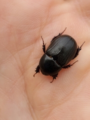 Aphonus