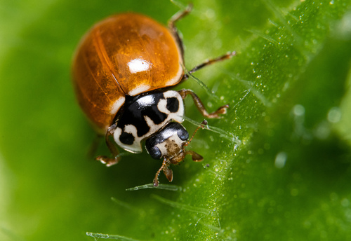Western Polished Lady Beetle