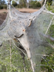 Malacosoma californica