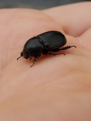 Aphonus