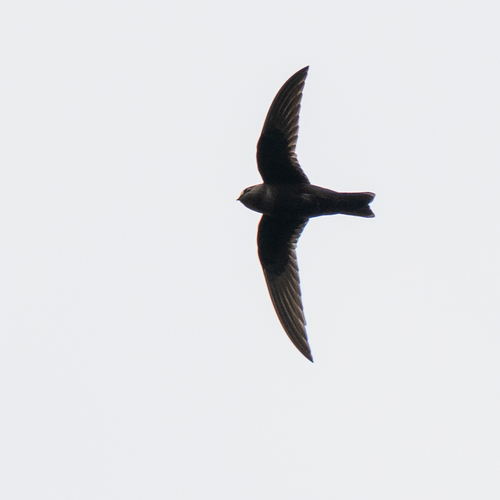 American Black Swift (Cypseloides niger), photo 3