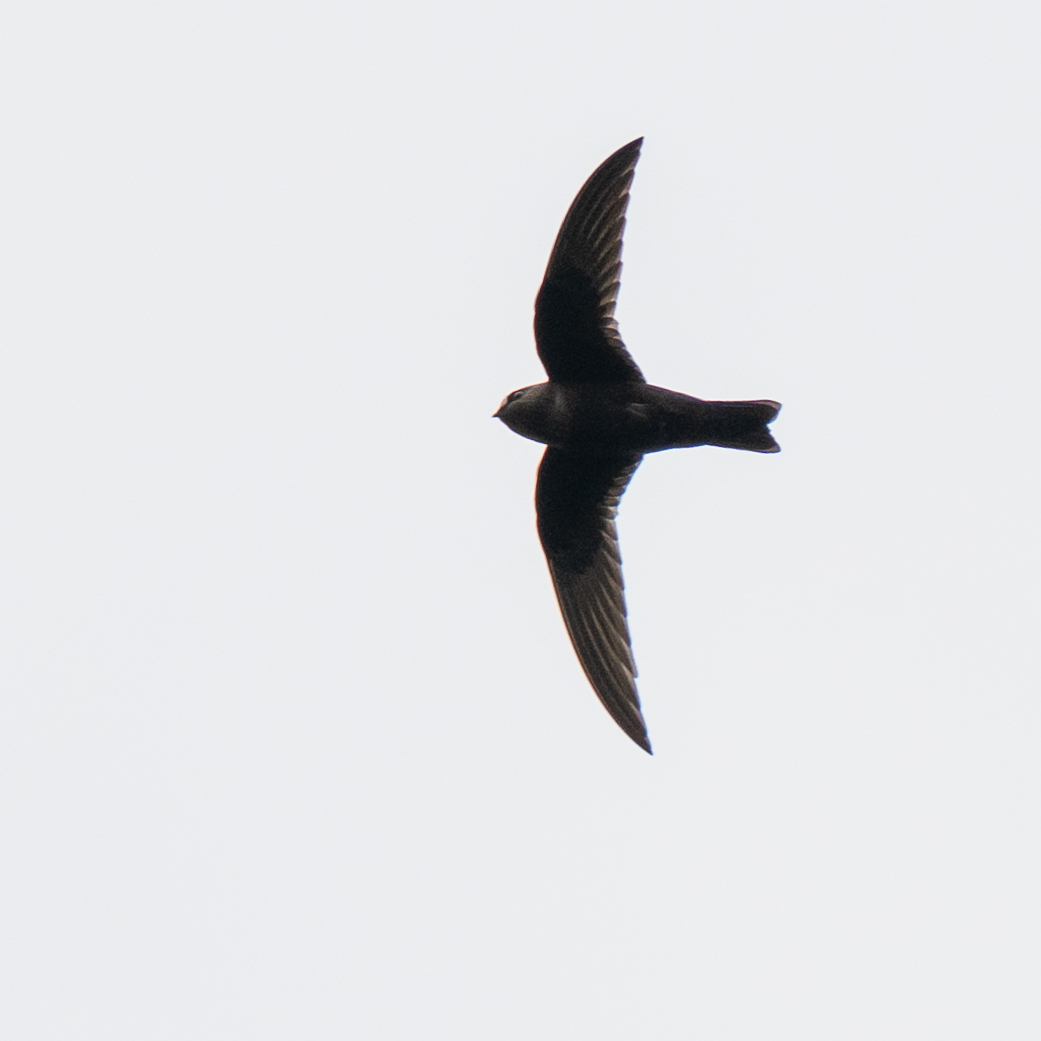 American Black Swift (Cypseloides niger), photo 4