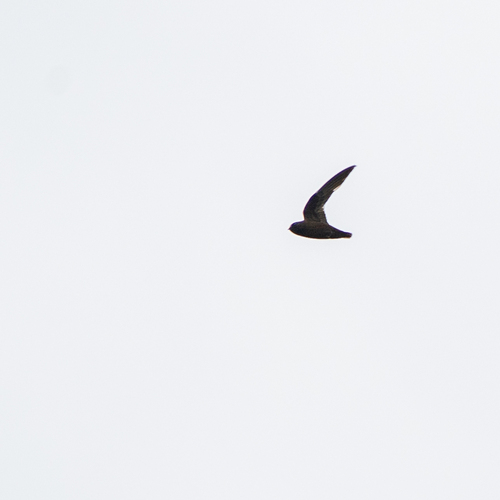 White-chinned Swift (Cypseloides cryptus), photo 4
