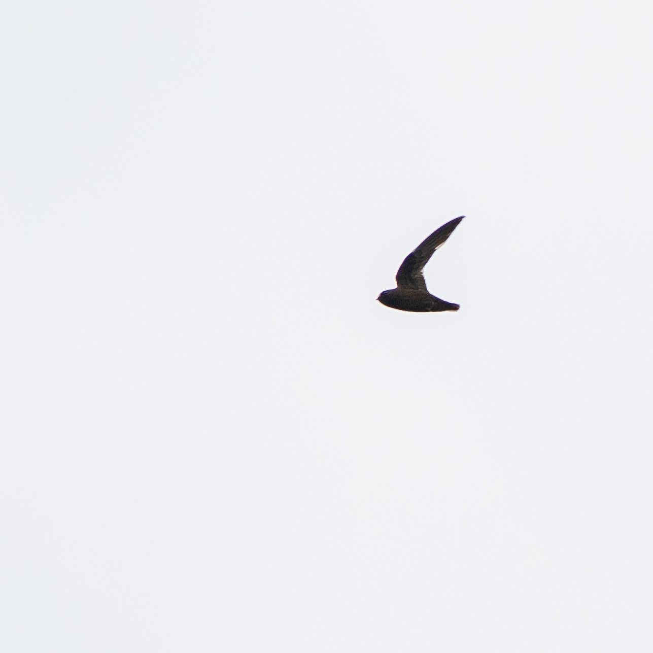White-chinned Swift (Cypseloides cryptus), photo 6