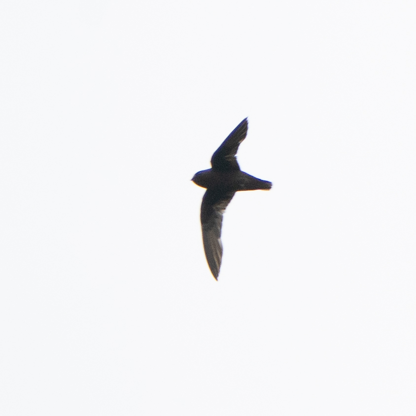 White-chinned Swift (Cypseloides cryptus), photo 7