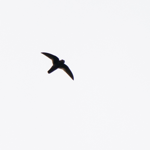 Spot-fronted Swift (Cypseloides cherriei), photo 6