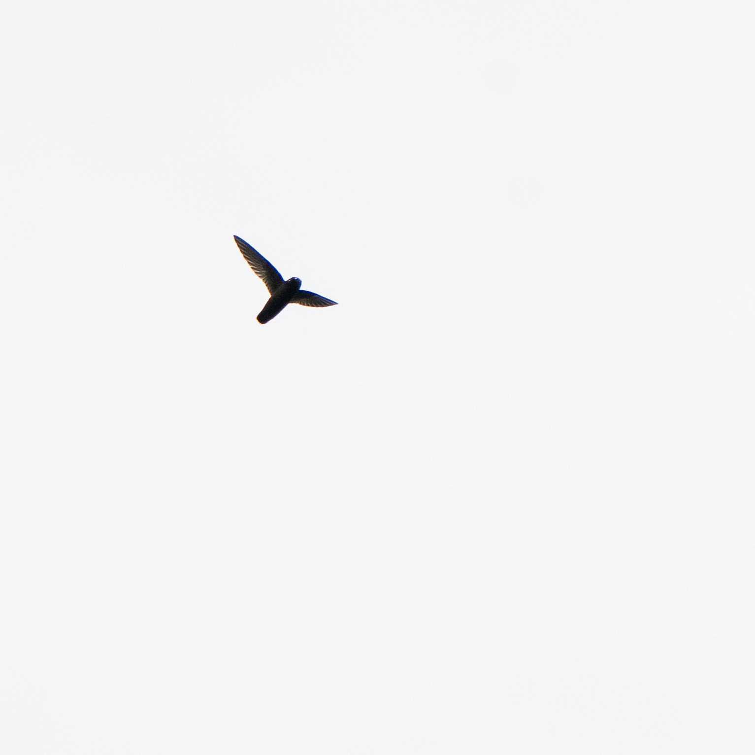 Spot-fronted Swift (Cypseloides cherriei), photo 2