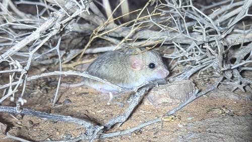 Fat-tailed Gerbil
