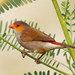 Orange-cheeked Waxbill - Photo (c) Kevin Lin, some rights reserved (CC BY-NC-SA)