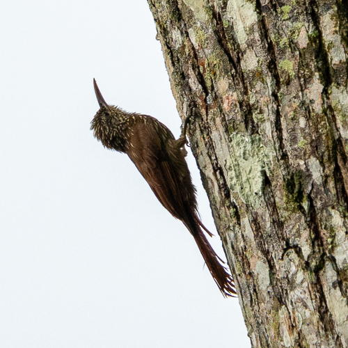 Streak-headed Woodcreeper (Lepidocolaptes souleyetii), photo 9