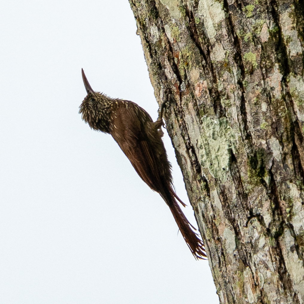 Streak-headed Woodcreeper (Lepidocolaptes souleyetii), photo 9