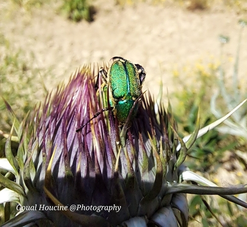 Glaphyrus serratulae