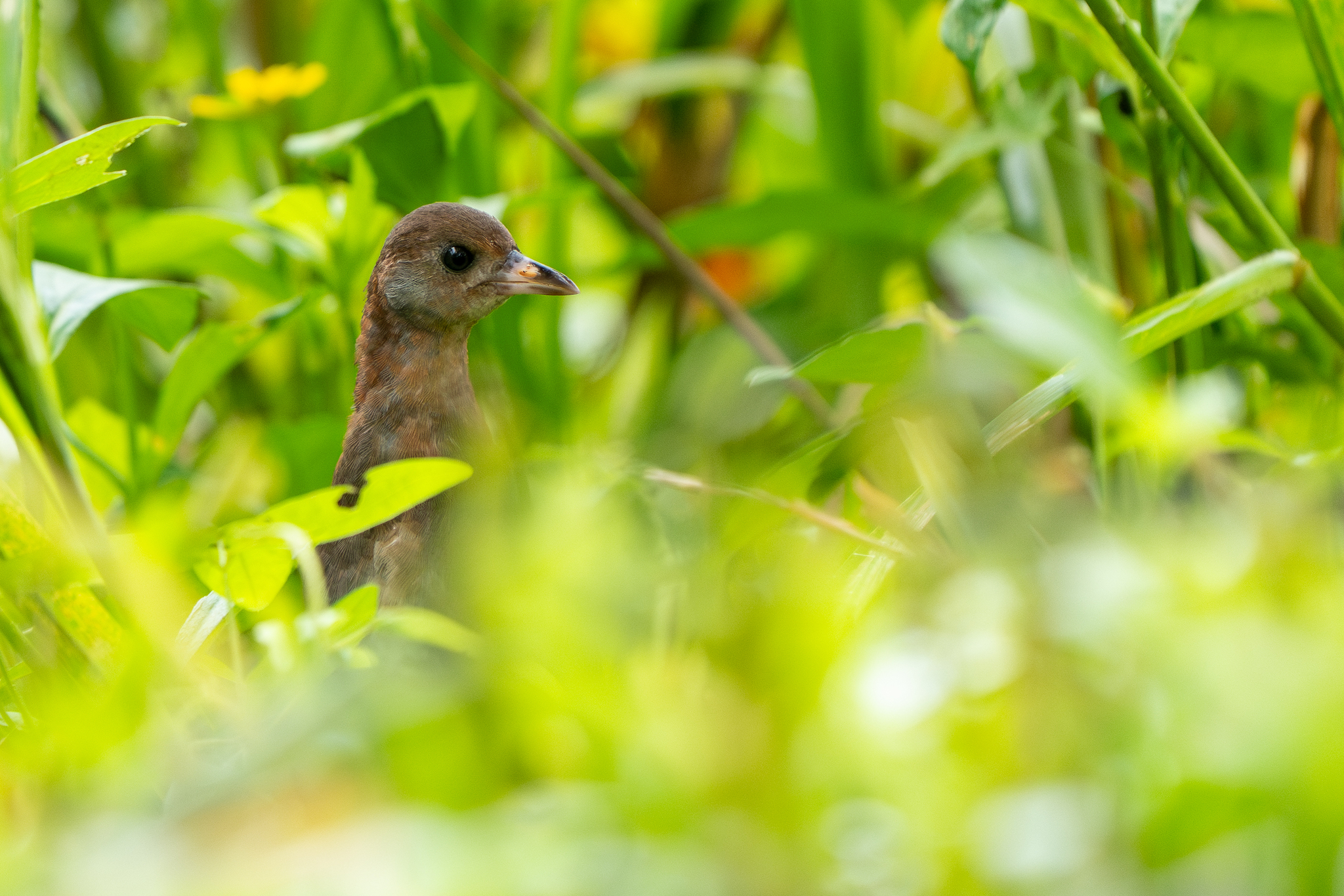 White-throated Crake (Laterallus albigularis), photo 5
