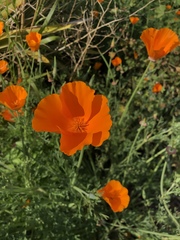 Eschscholzia californica