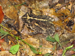 Incilius coccifer