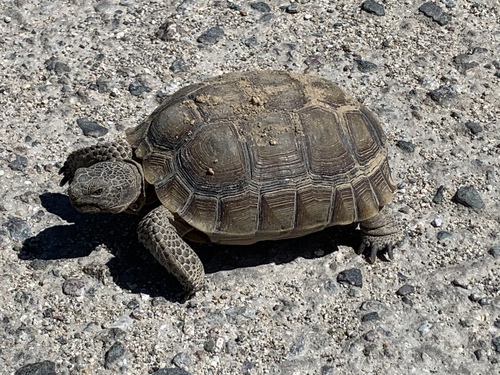 Mojave Desert Tortoise