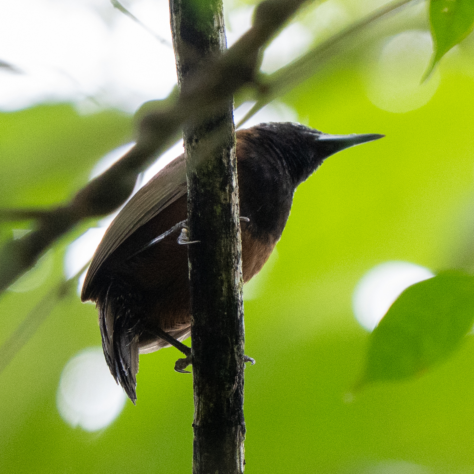 Black-throated Wren (Pheugopedius atrogularis), photo 4