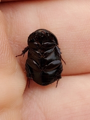 Aphonus