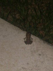 Anaxyrus